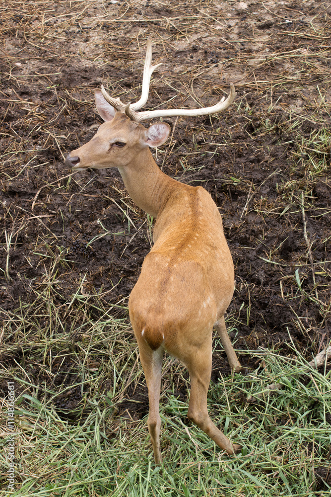 Brown Deer Park is open to the background soil. Brown Deer Park is open to the background soil.