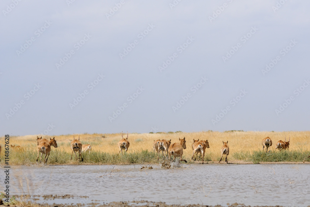 Wild Saiga antelopes in steppe near watering pond