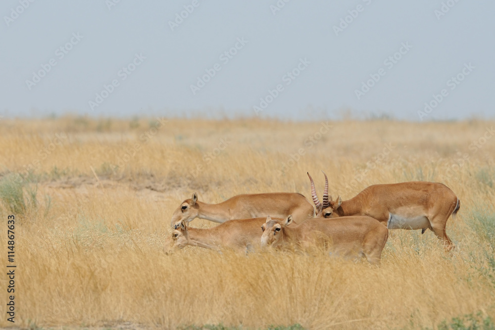 Naklejka premium Wild Saiga antelopes in Kalmykia steppe