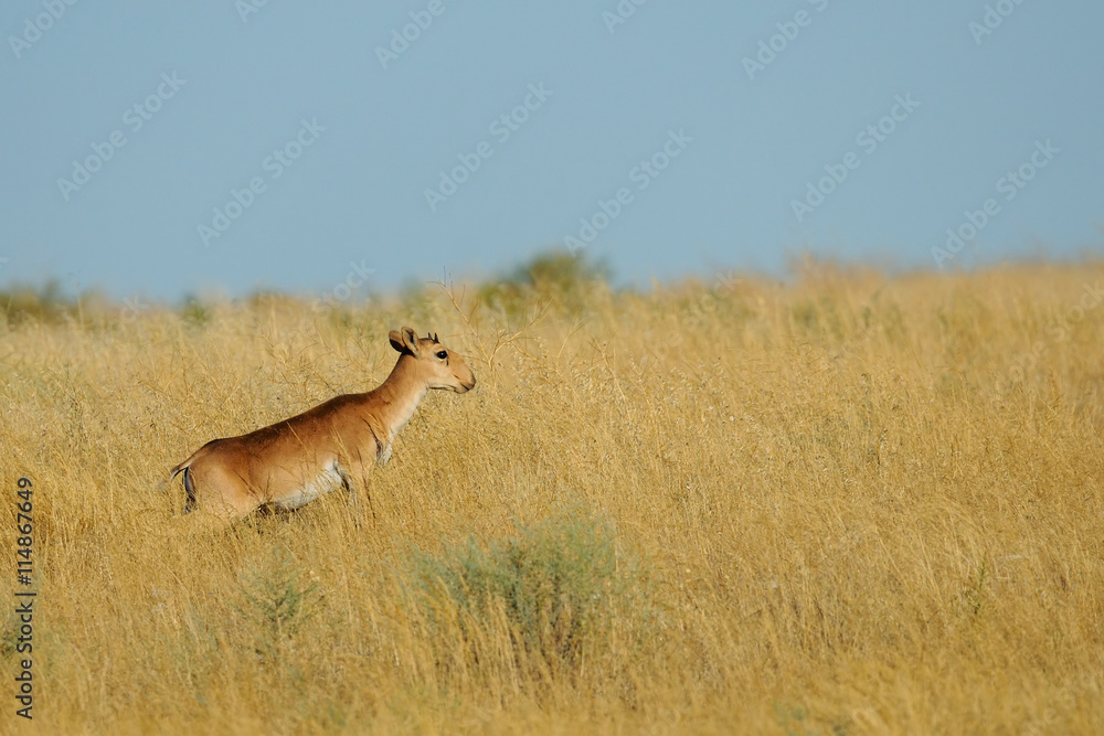 Young male wild Saiga antelope in morning steppe Young male wild Saiga antelope in morning steppe