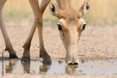 Drinking Saiga antelope