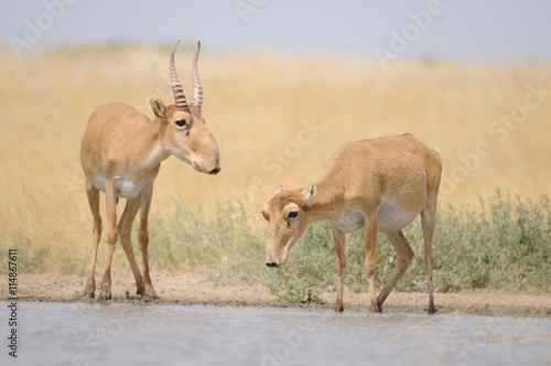 Wallpaper Mural Saiga antelopes near the watering place in the morning Torontodigital.ca