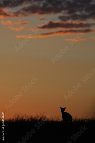 Wild Saiga antelope in Kalmykia steppe before dawn