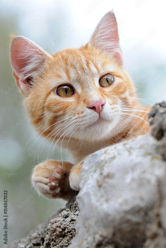 Hübsche gelbe Katze sitzt auf einer Mauer und beobachtet aufmerksam die Umgebung
