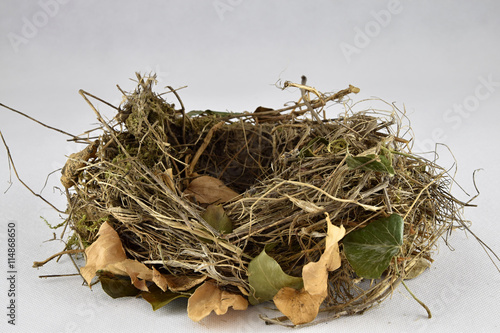 Empty birds nest on a white background.