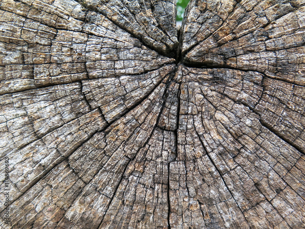 Fototapeta premium Holzstruktur-Alte Baumstamm