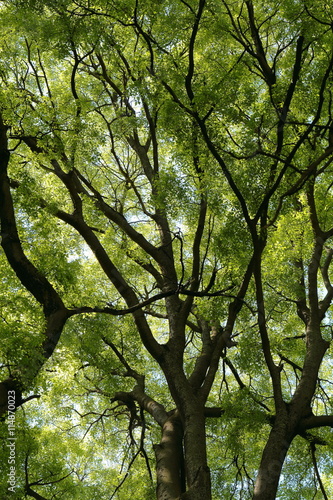 Sfondo di alberi giganti