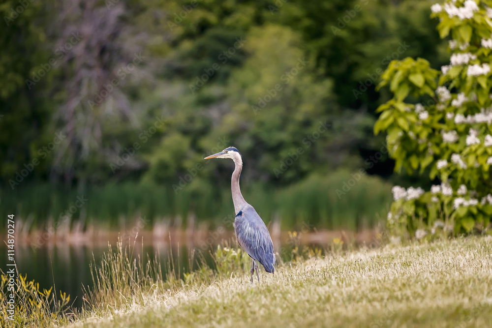Fototapeta premium Blue Heron