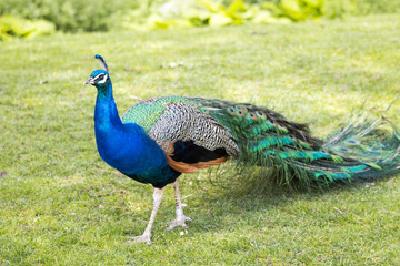 Fototapete Pfau Majestätischer Pfau im Garten  © jbentley09