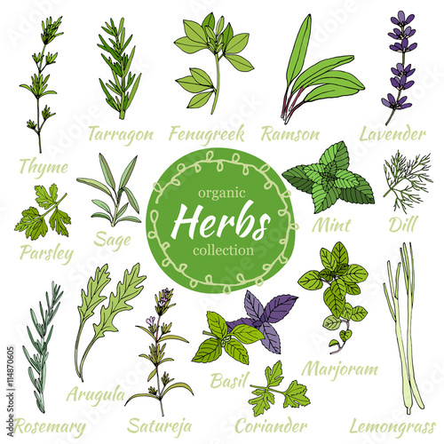 Vector collection of herbs.