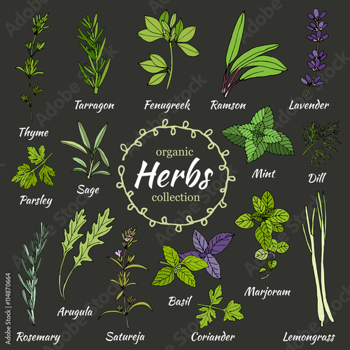 Vector collection of herbs.
