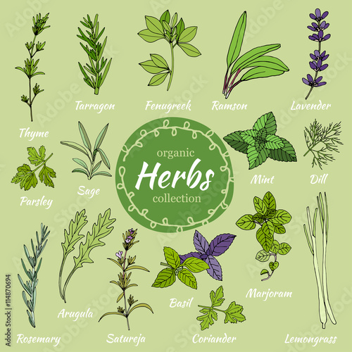 Set of hand draw herbs for food and cosmetic.