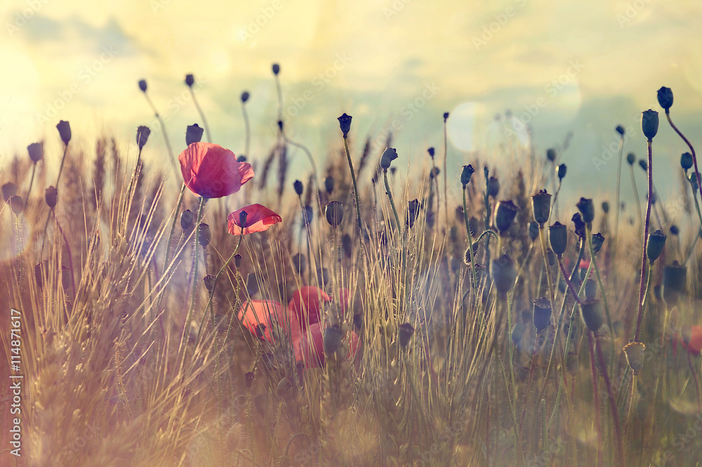 Fototapeta premium Poppies in the wheat field