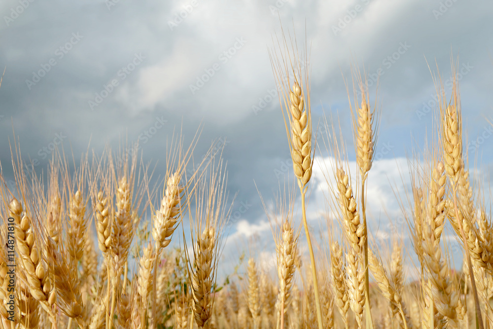 Wheat field and the summer sky Wheat field and the summer sky