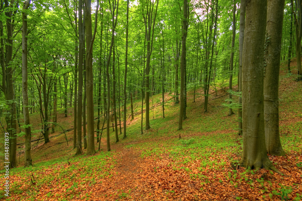 Beech forest