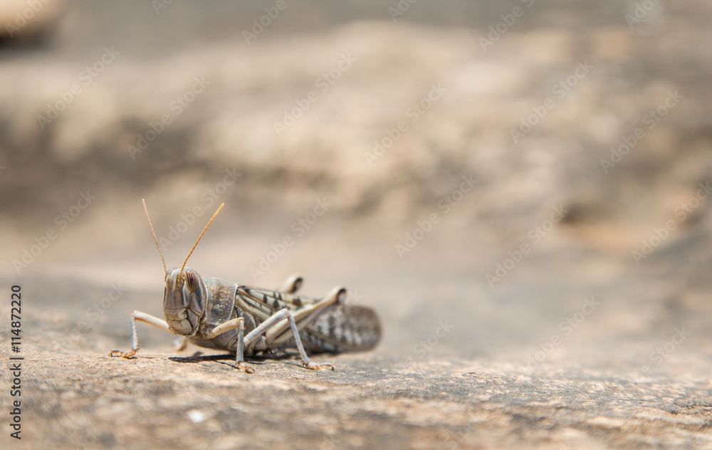 Fototapeta premium Cricket on a rock