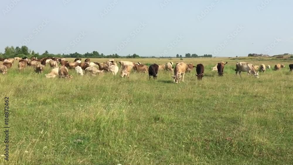 custom made wallpaper toronto digitalКоровы на пастбище