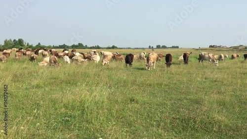 Wallpaper Mural Коровы на пастбище Torontodigital.ca