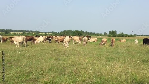 Wallpaper Mural Коровы на пастбище Torontodigital.ca