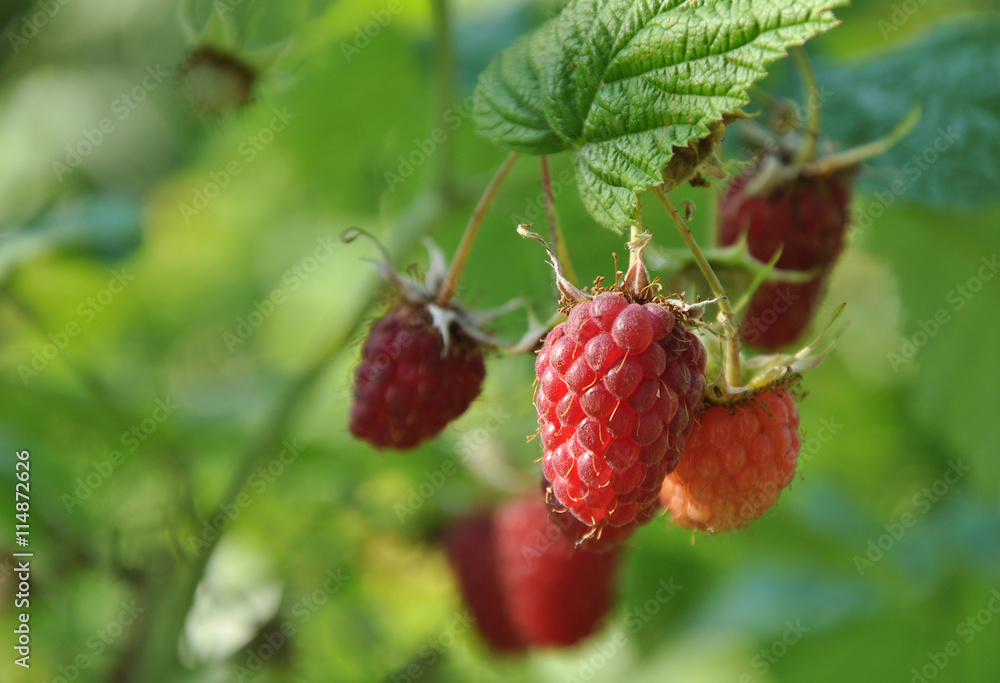 Red raspberries on the branch Red raspberries on the branch
