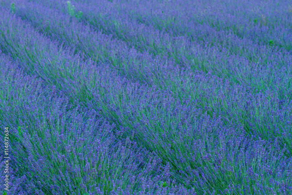Obraz premium lavender flower field