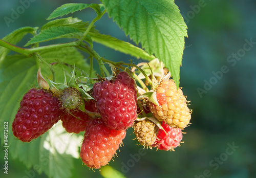 Red raspberries on the branch