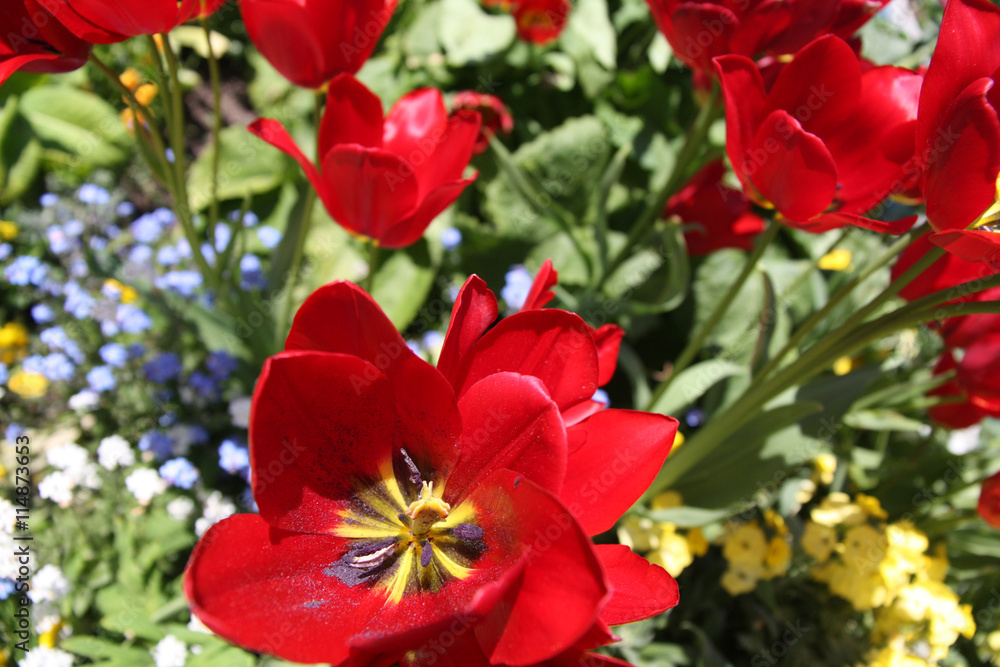 Explosion florale en Normandie Explosion florale en Normandie