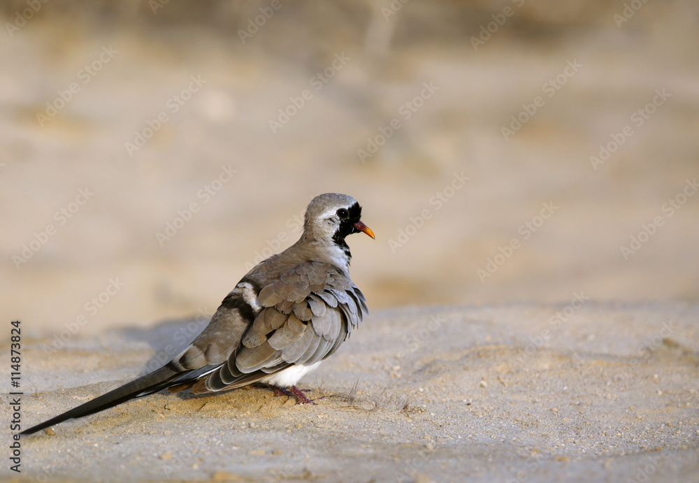 Fototapeta premium The Namaqua dove is a small sized pigeon