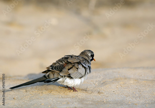 The Namaqua dove is a small sized pigeon