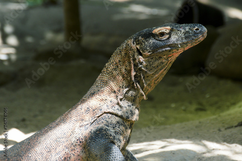 Fototapeta Naklejka Na Ścianę i Meble -  Beautiful iguana on the sand