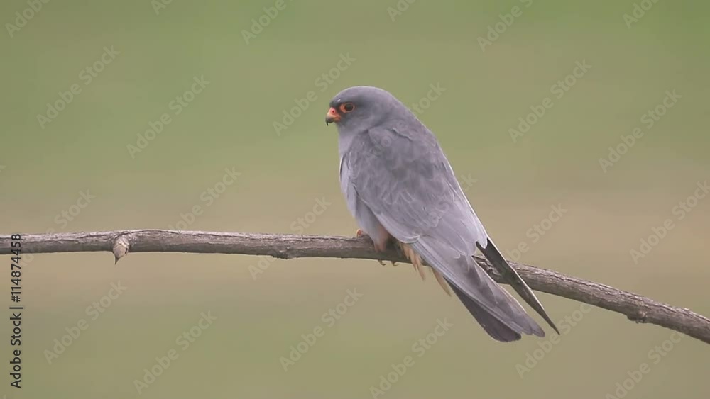 Red-footed falcon, Falco vespertinus, single male on branch, Hungary, May Red-footed falcon, Falco vespertinus, single male on branch, Hungary, May