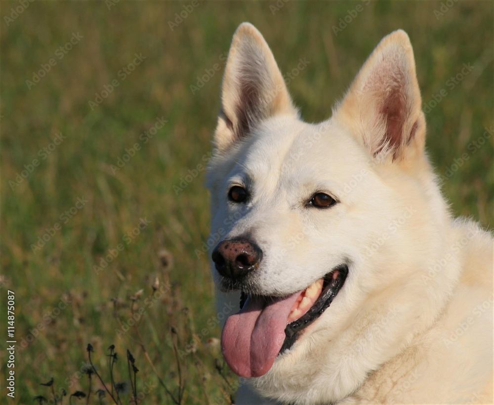 weißer Schäferhund