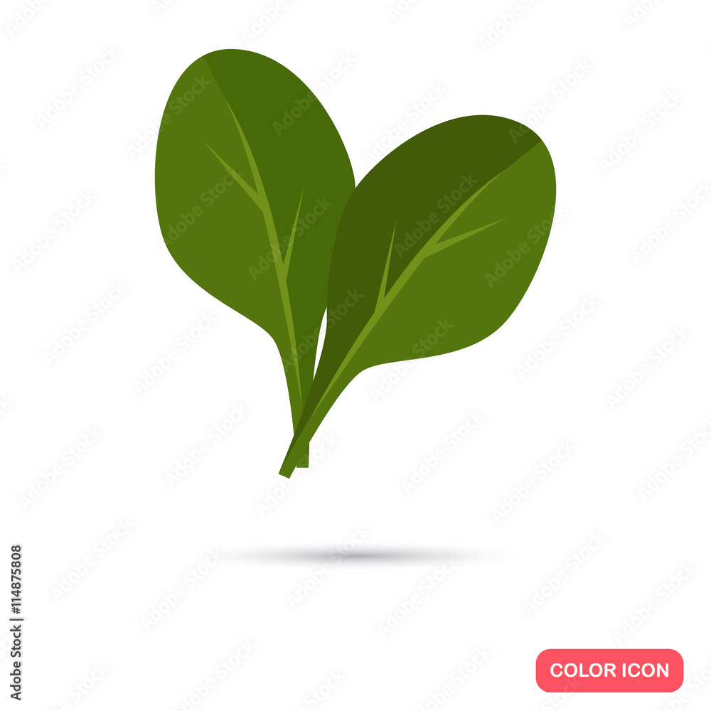 Obraz premium Spinach color flat icon