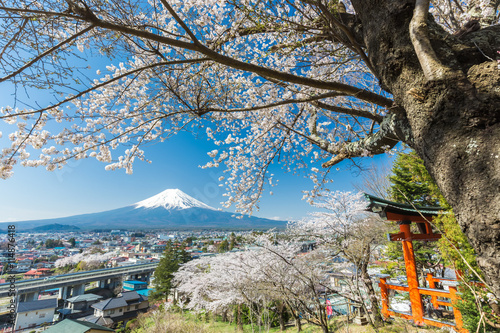 Torii gates with Sakura and Mountain Fuji