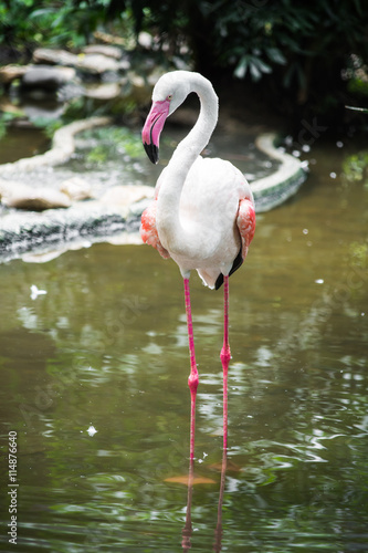 Greater Flamingo  Phoenicopterus ruber  beautiful pink big bird in dark blue water  