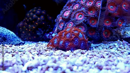 Red blue zoanthids colony