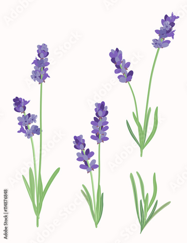 Vector illustration of lavender flowers in vintage style. photo