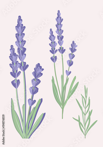 Vector illustration of lavender flowers in vintage style.