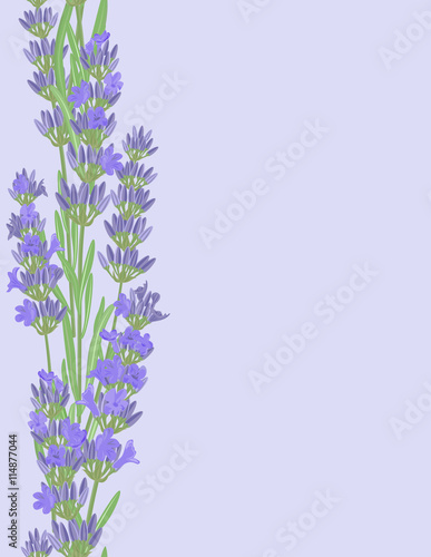 Fototapeta Naklejka Na Ścianę i Meble -  Bright vector seamless background with sprigs of lavender.