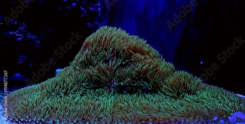 Green star polyp colony coral