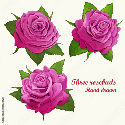 Three roses buds illustration. Hand drawn. Can be used in design, appearance, background, greeting card, etc. Vector- stock.