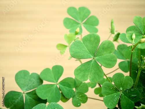 Close up Clovers leaves for background .The symbolic of Clover t