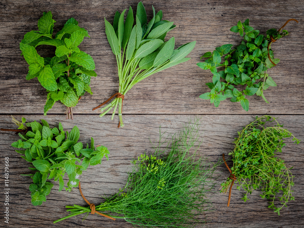 Various aromatic herbs and spices from garden green mint ,fenne Various aromatic herbs and spices from garden green mint ,fenne