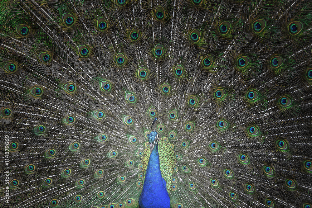 Obraz premium Beautiful peacock with feathers out.