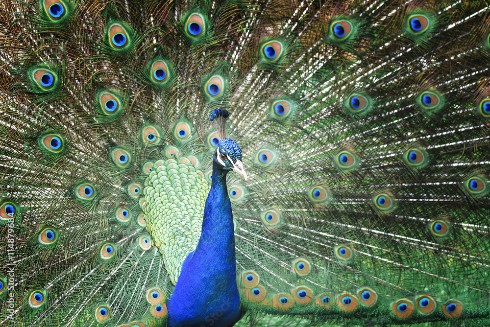 Fototapeta premium Beautiful peacock with feathers out.
