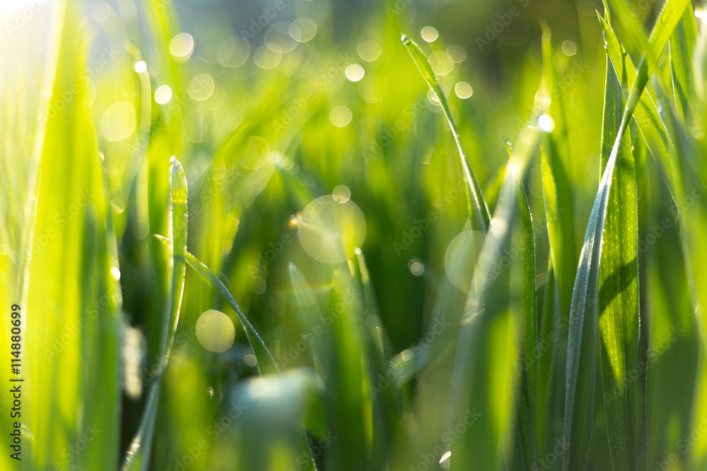 Fresh spring grass in the morning