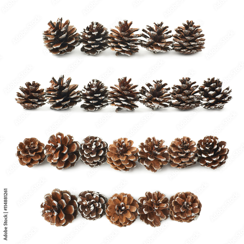 Decorational pine cones isolated Decorational pine cones isolated