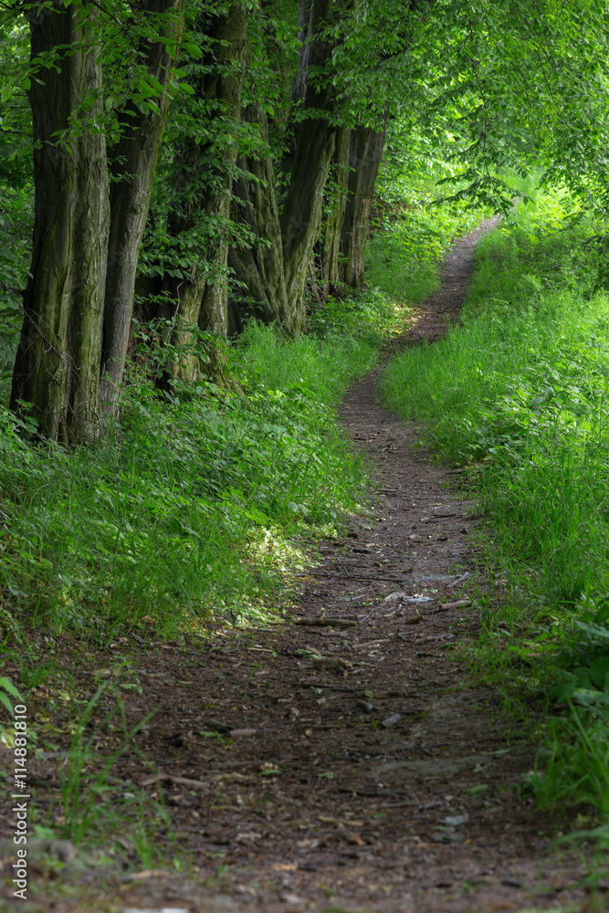 Forest path Forest path