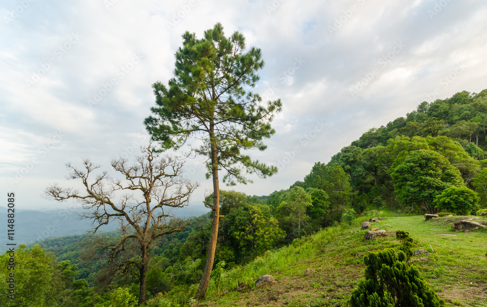 Obraz premium forest background on top view