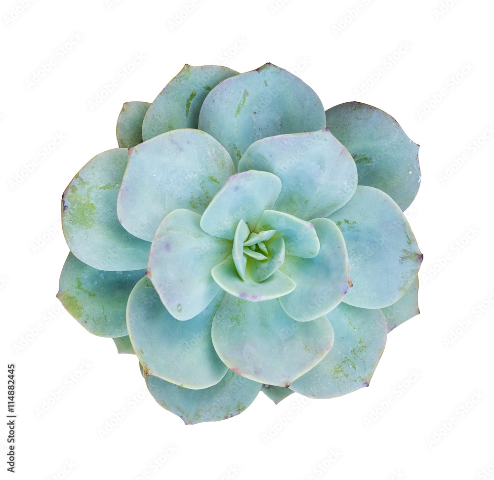 Miniature succulent plants Miniature succulent plants
